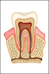 Restorative Dentistry - Root Canal